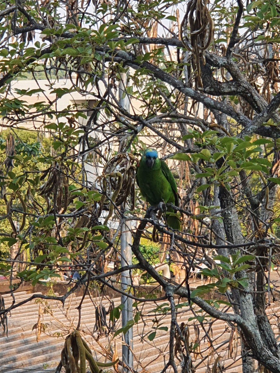 Turquoise-fronted Parrot - V. G. Guedes