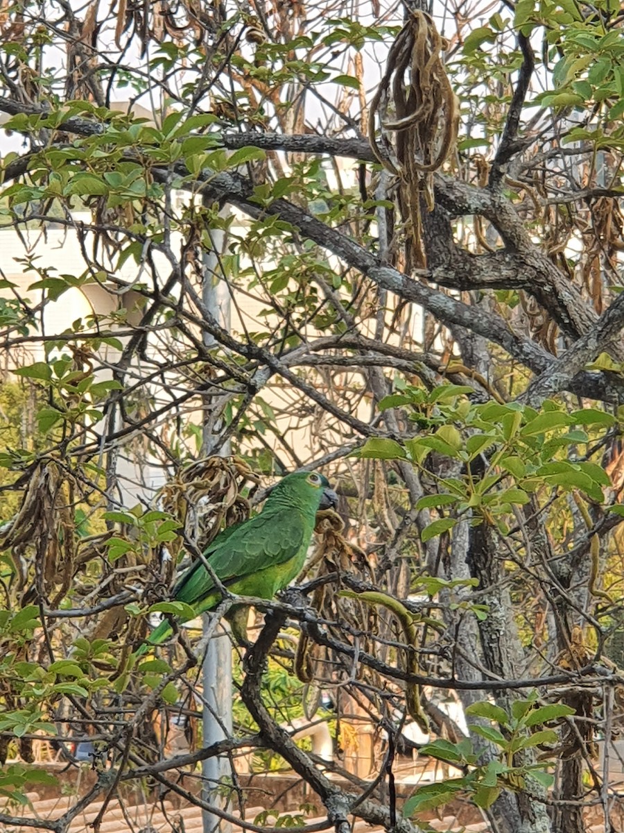 Turquoise-fronted Parrot - ML618223984