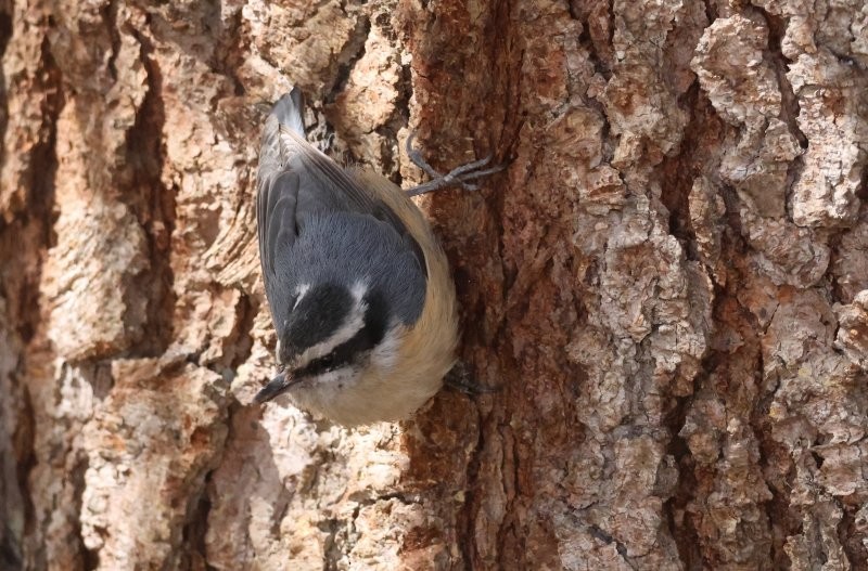 Red-breasted Nuthatch - ML618224015