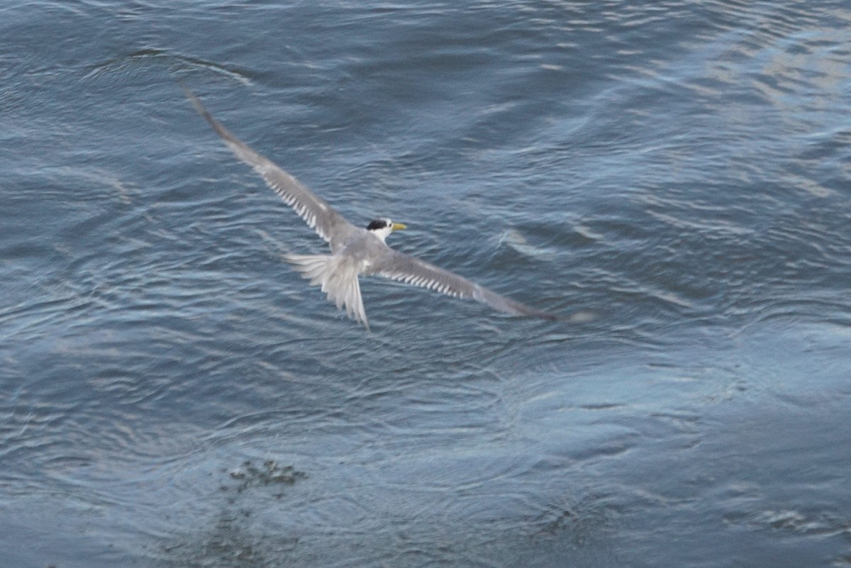 Great Crested Tern - ML618224025