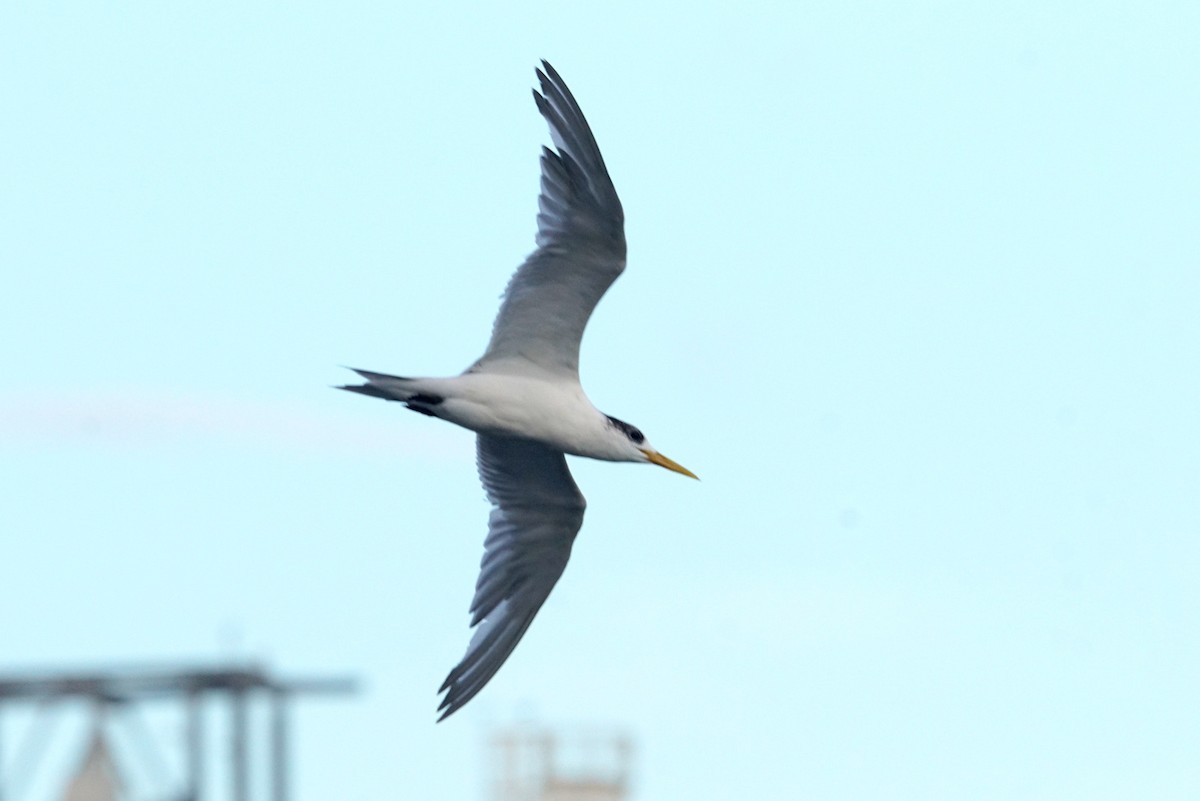 Great Crested Tern - ML618224026