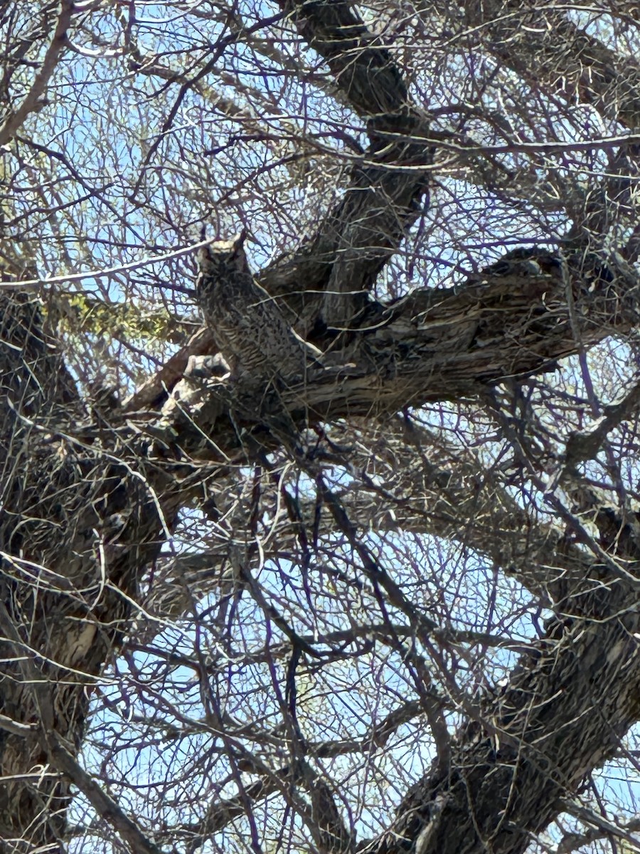 Great Horned Owl - ML618224028