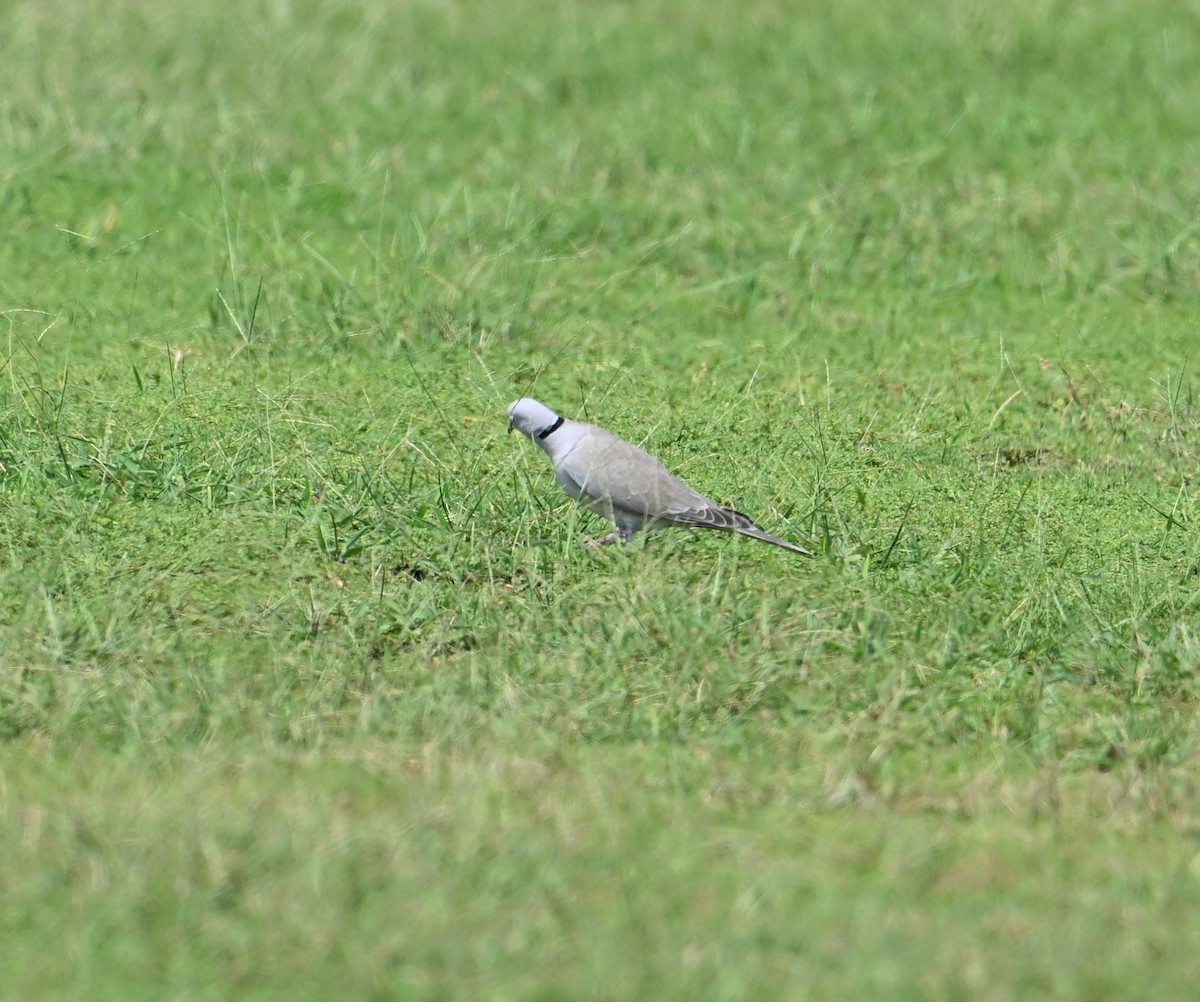 African Collared-Dove - ML618224041