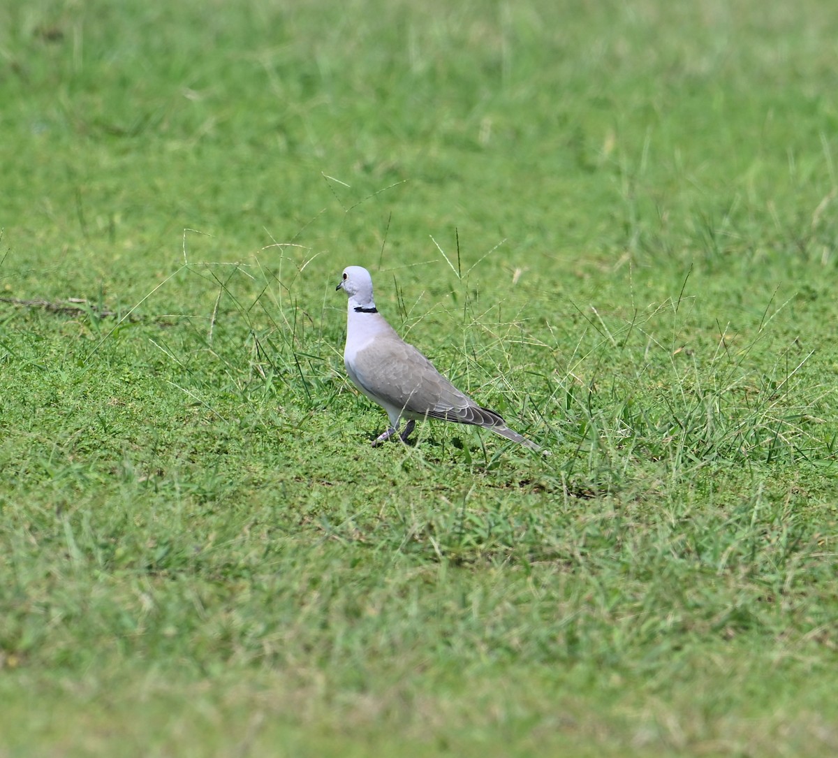 African Collared-Dove - ML618224042