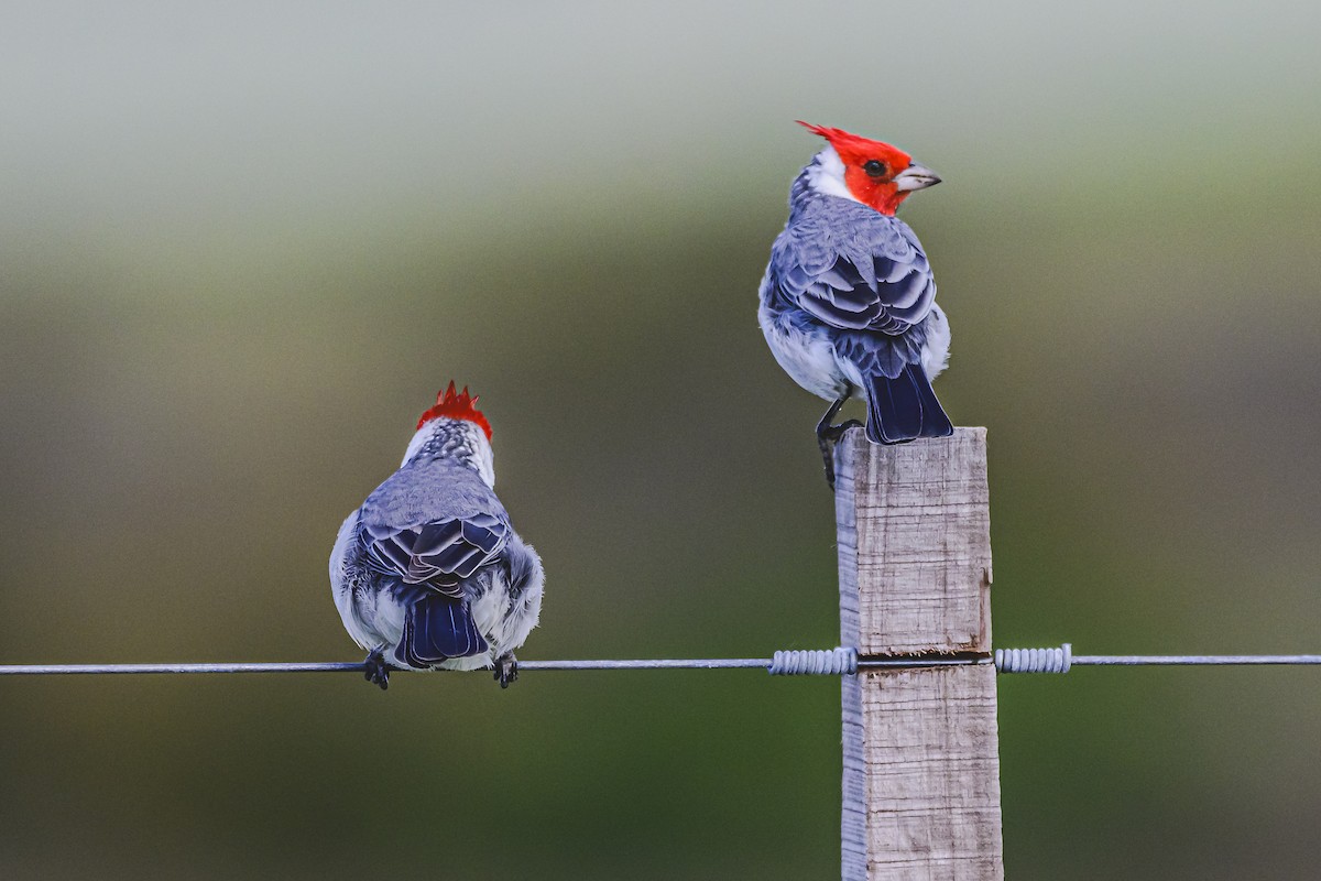 Red-crested Cardinal - ML618224047