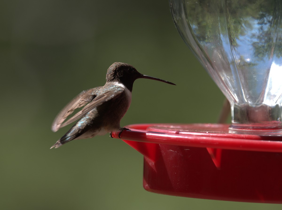 Black-chinned Hummingbird - ML618224076