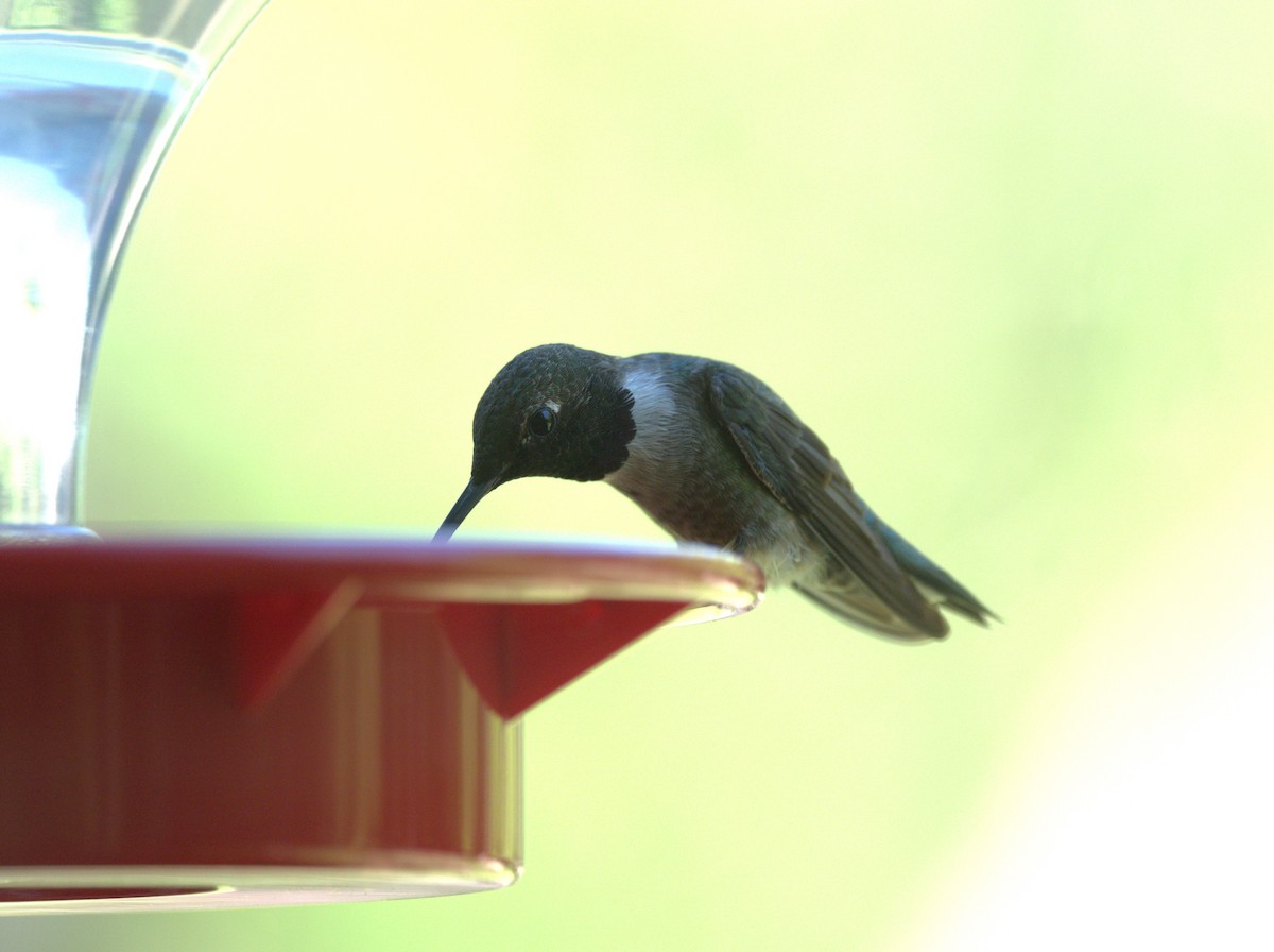Black-chinned Hummingbird - ML618224077