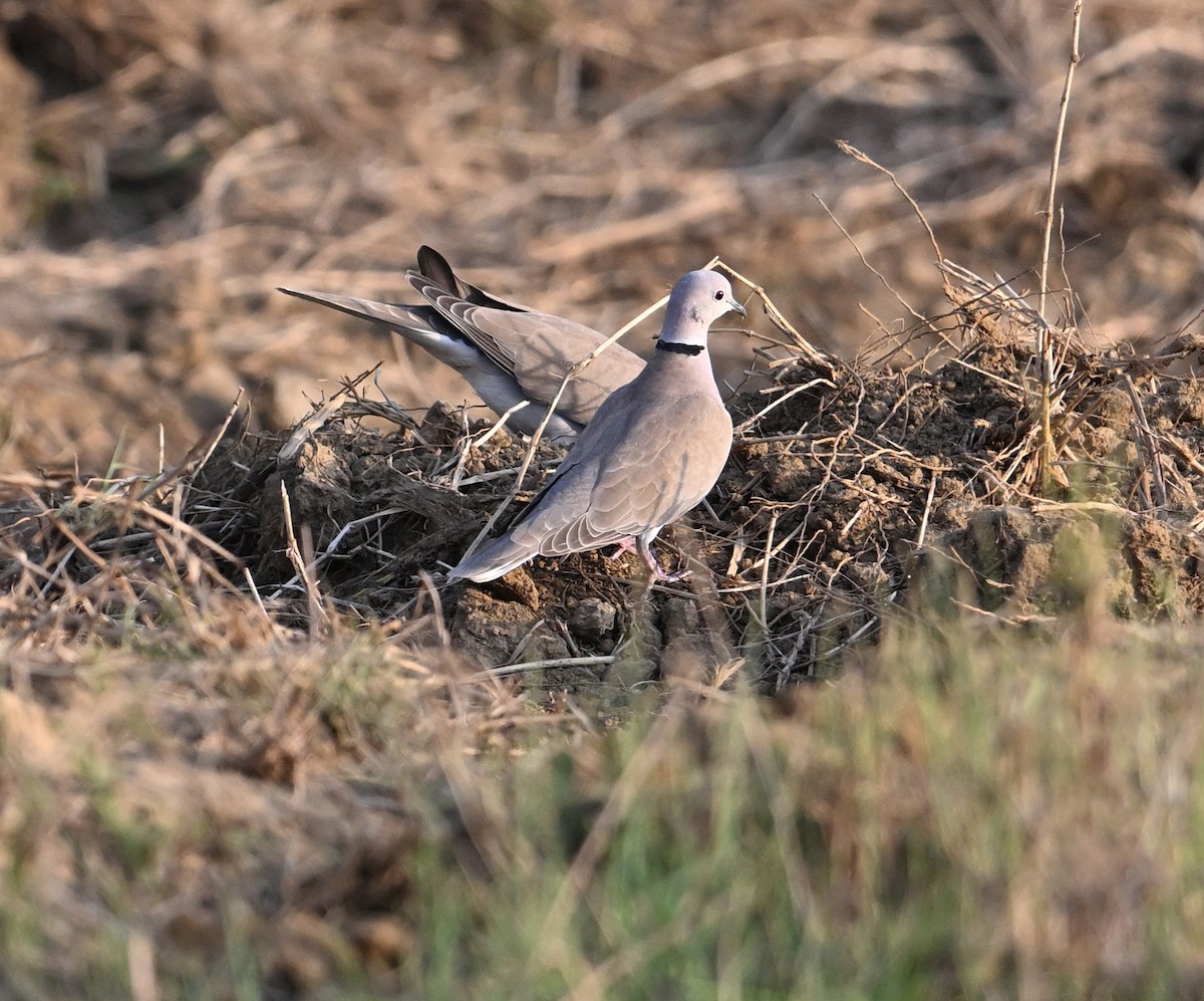 African Collared-Dove - ML618224088