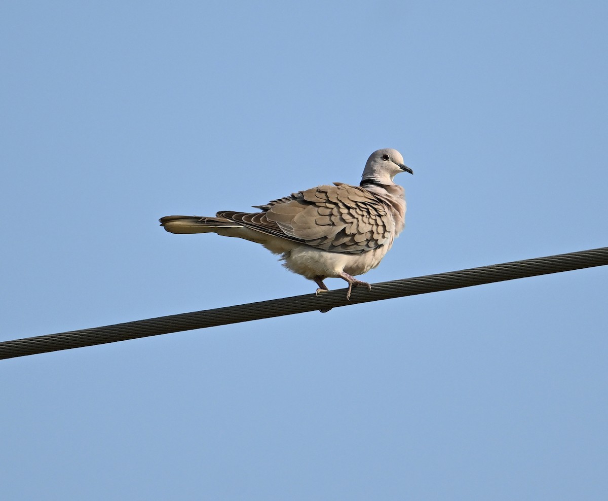 African Collared-Dove - ML618224089