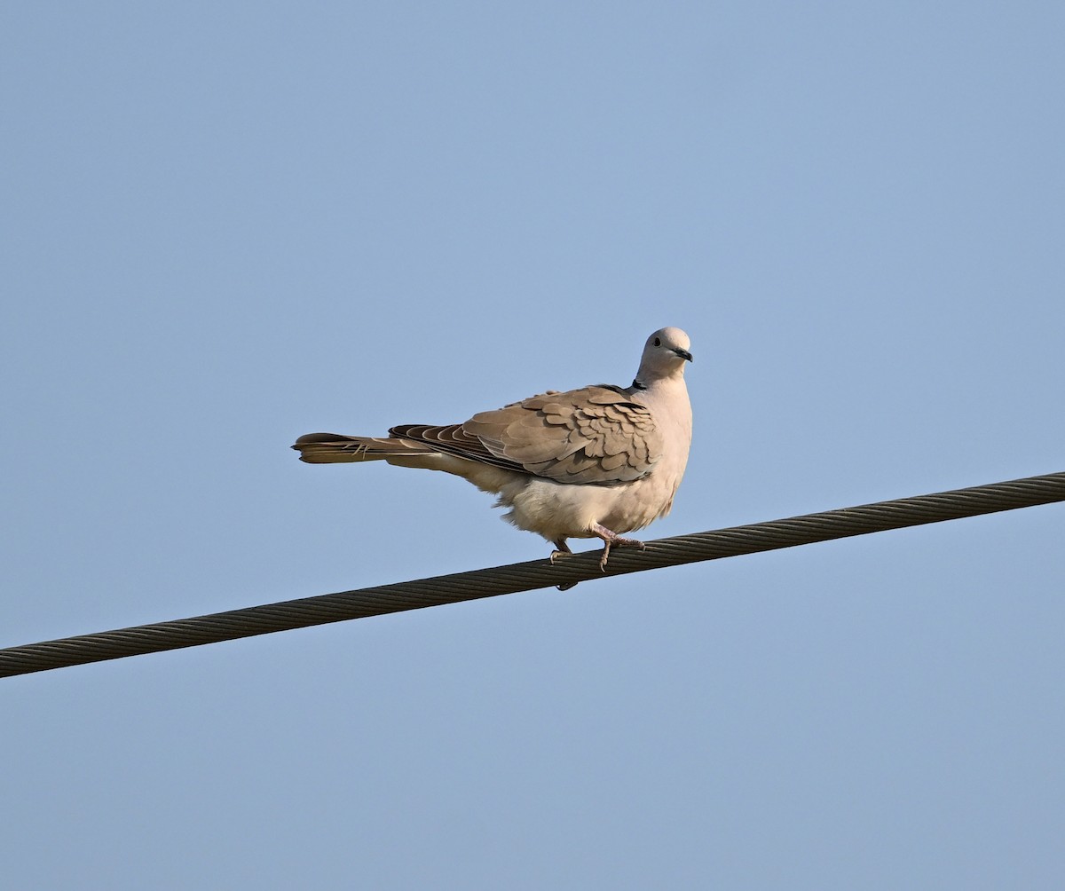 African Collared-Dove - ML618224090