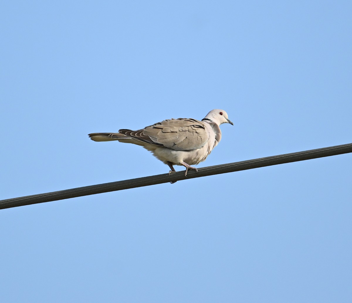 African Collared-Dove - ML618224091
