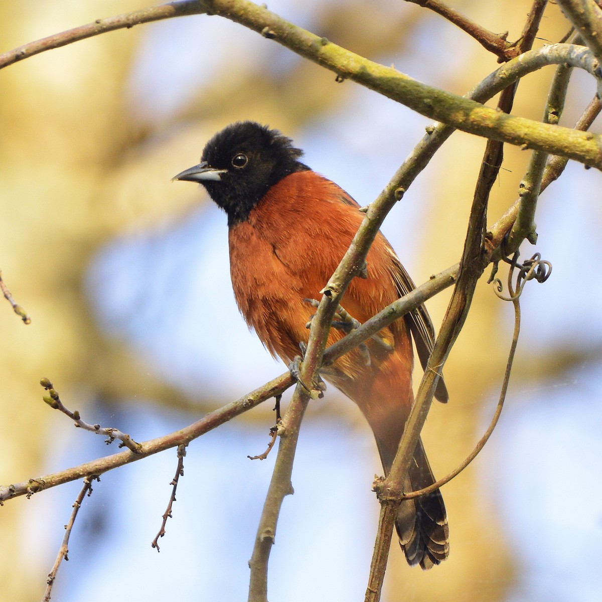 Orchard Oriole - ML618224094