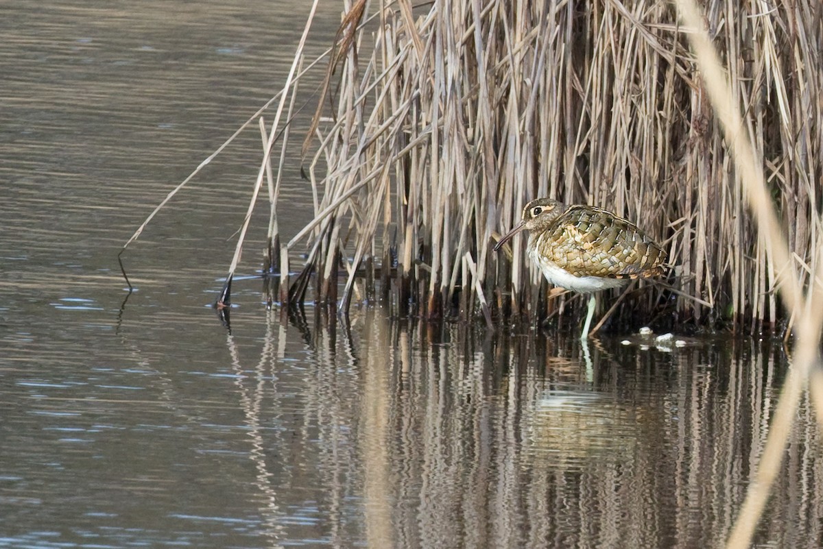 Greater Painted-Snipe - ML618224199