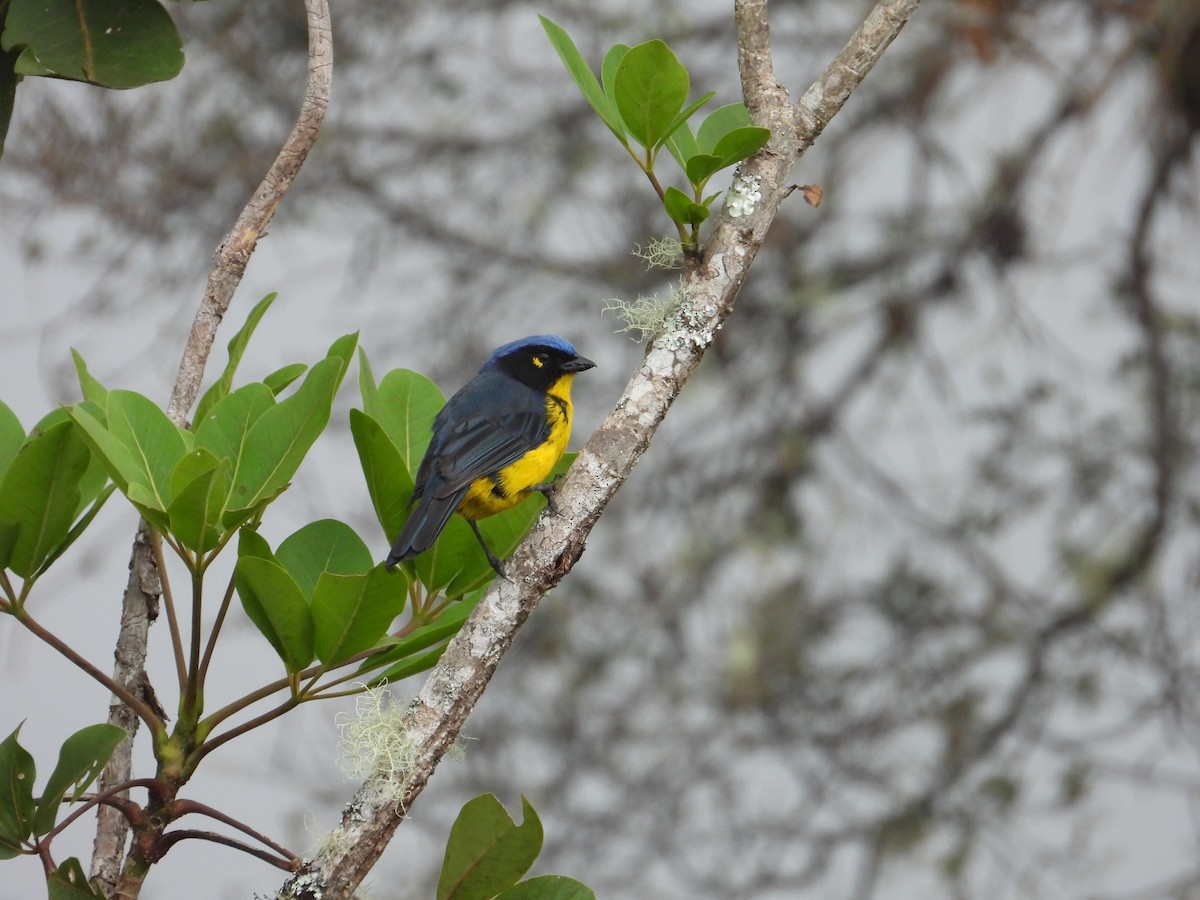 Black-cheeked Mountain Tanager - ML618224216