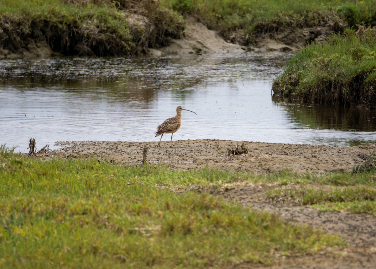 Long-billed Curlew - ML618224229