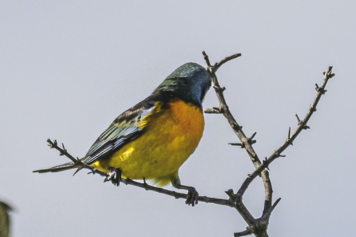 Blue-and-yellow Tanager - ML618224265