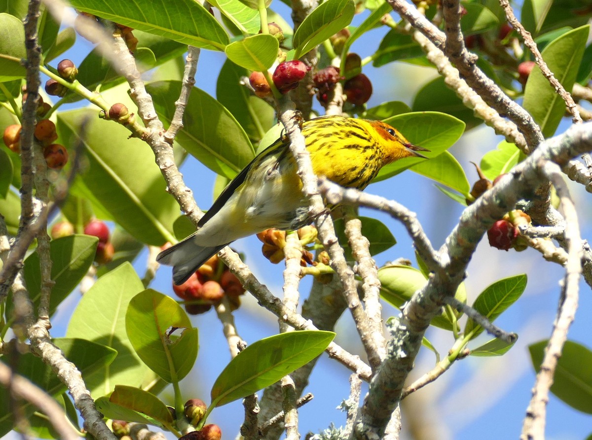 Cape May Warbler - ML618224266
