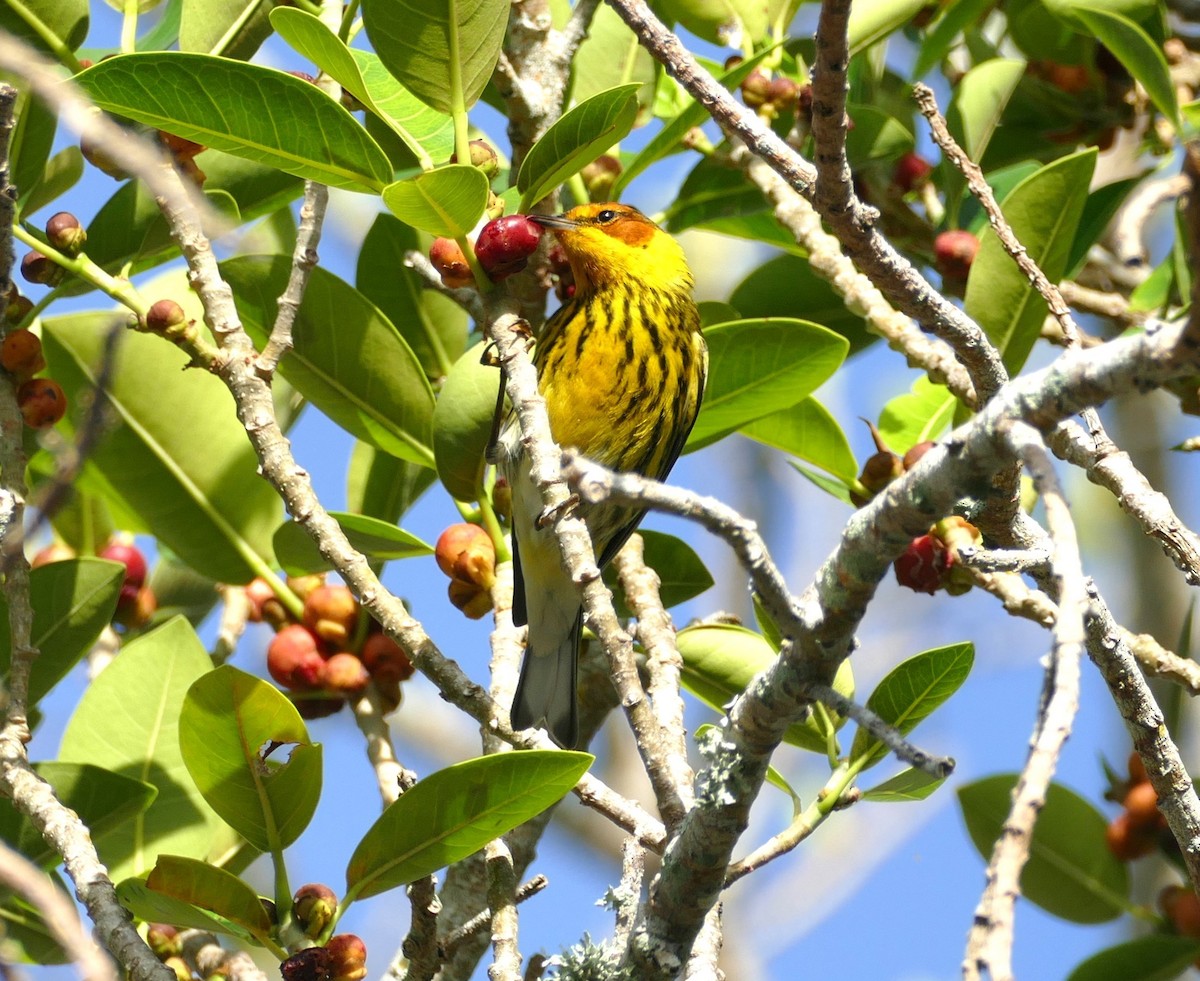 Cape May Warbler - ML618224267
