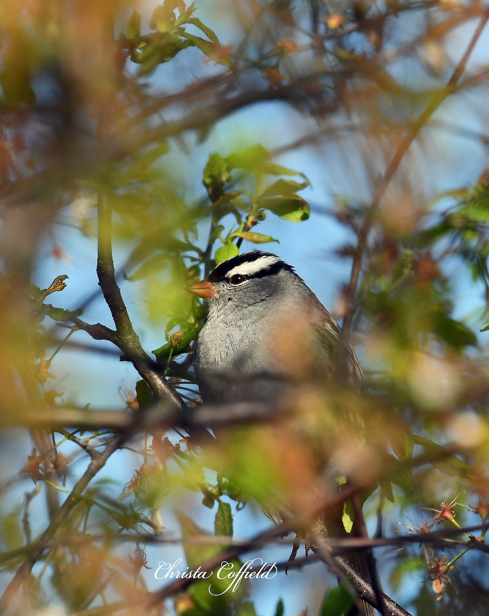 White-crowned Sparrow - Christa Coffield