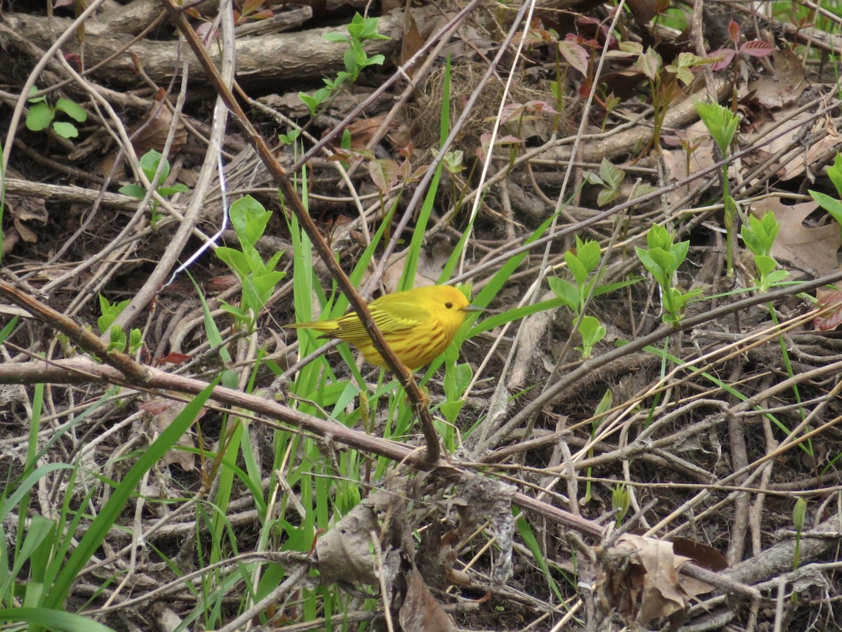 Yellow Warbler - ML618224371