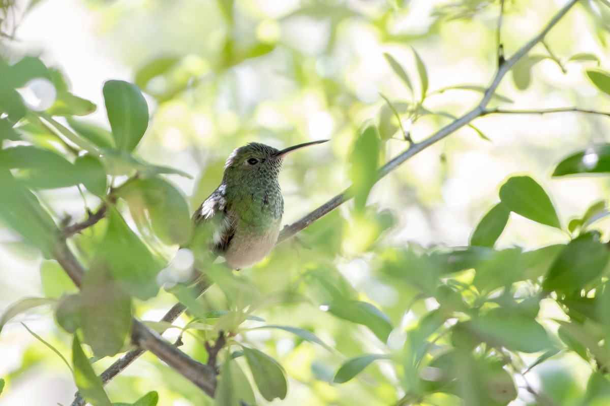 Berylline Hummingbird - Adam Wilson