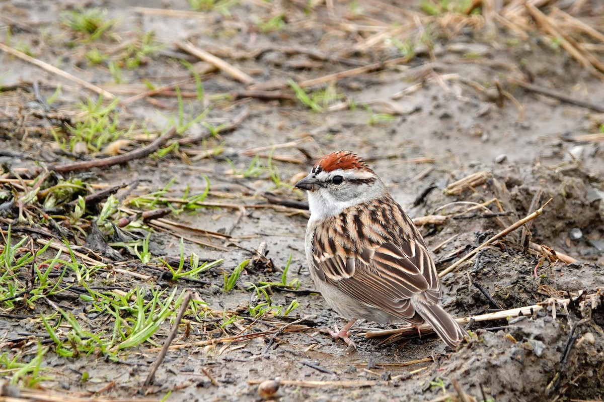 Chipping Sparrow - Louise Courtemanche 🦅