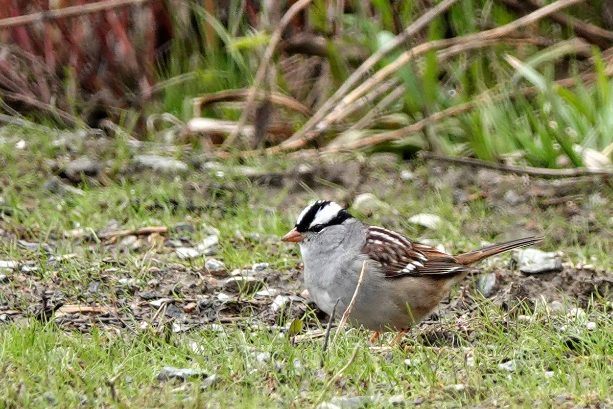 White-crowned Sparrow - ML618224419