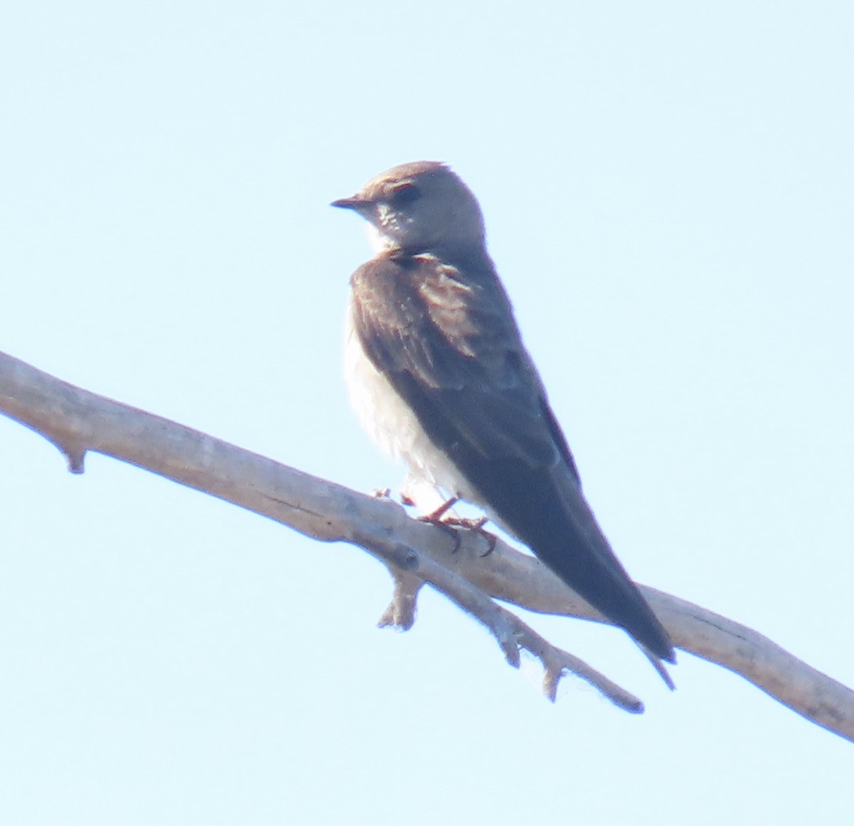 Northern Rough-winged Swallow - ML618224451