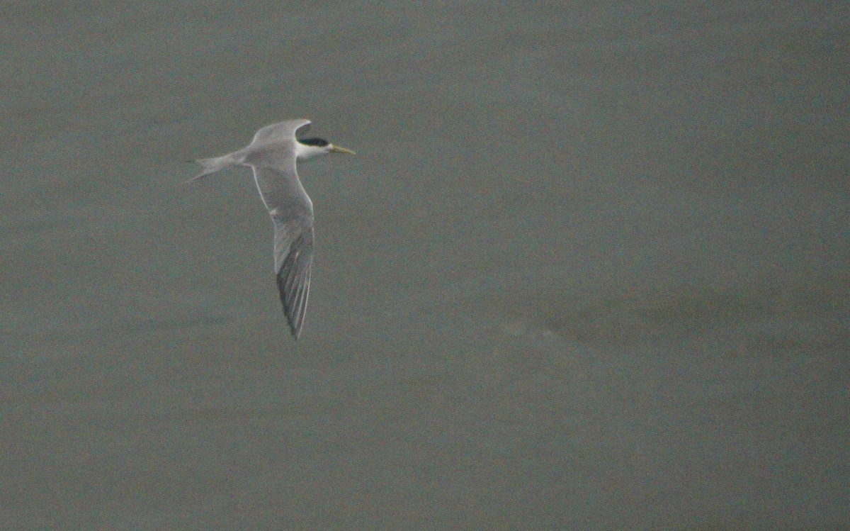 Great Crested Tern - ML618224462