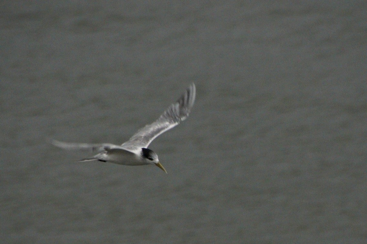 Great Crested Tern - ML618224463