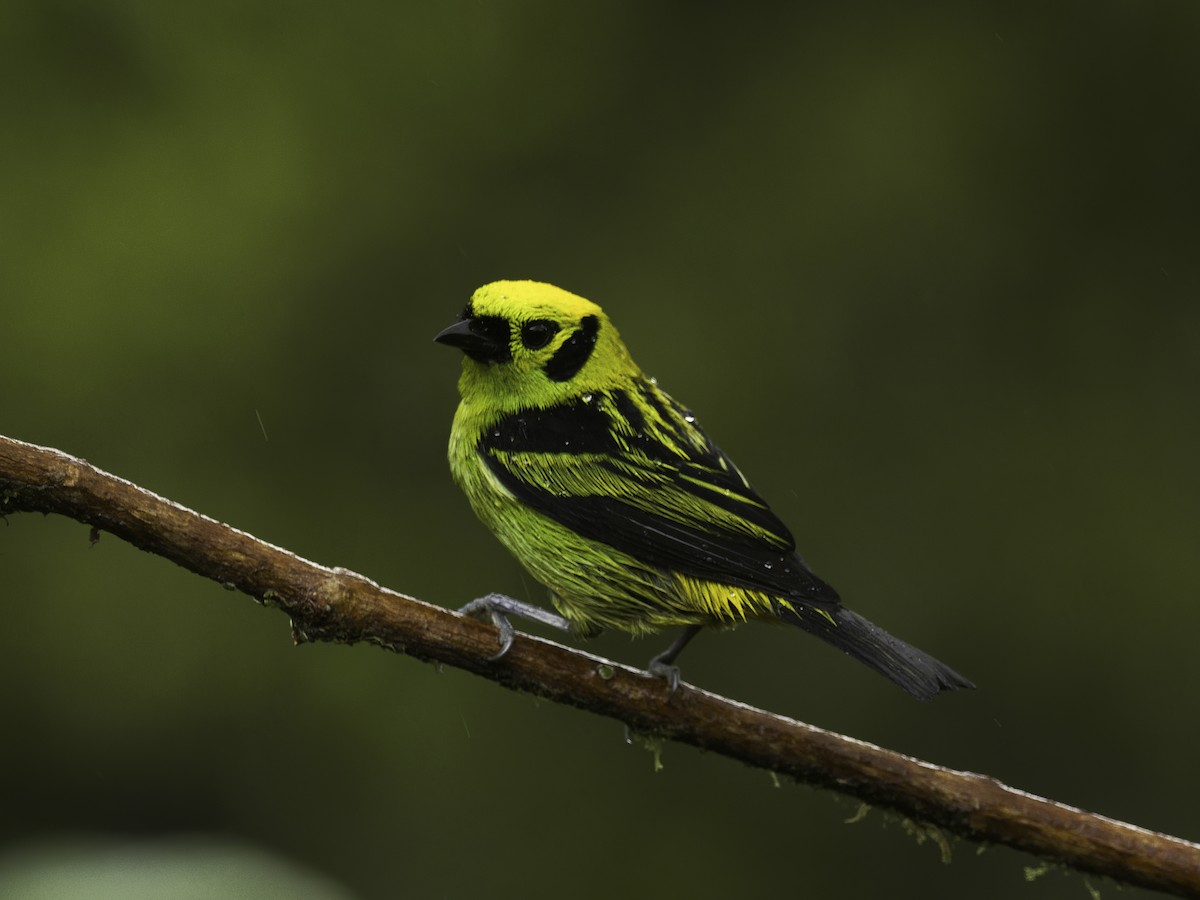 Emerald Tanager - ML618224497