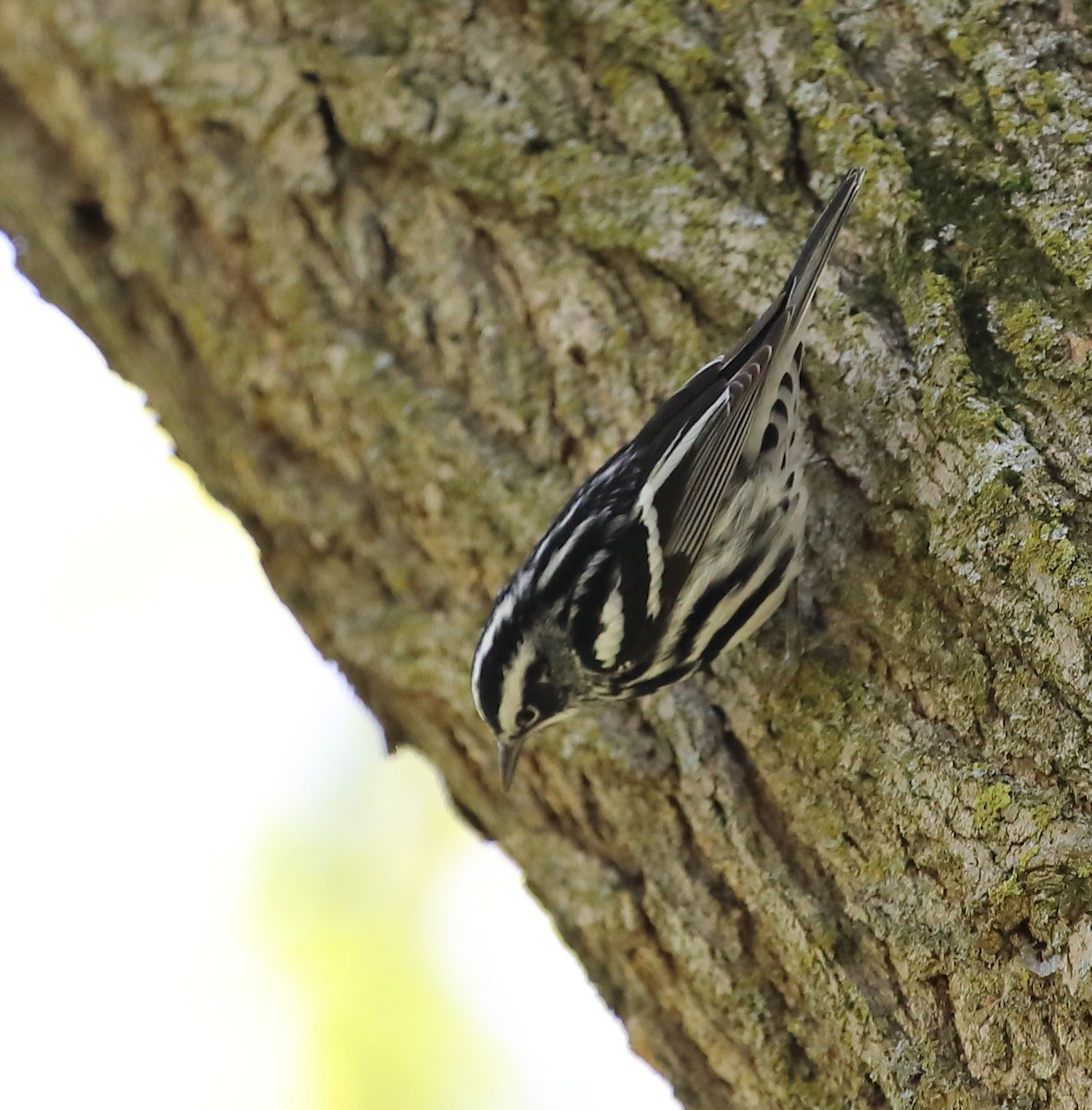 Black-and-white Warbler - Kevin Williams