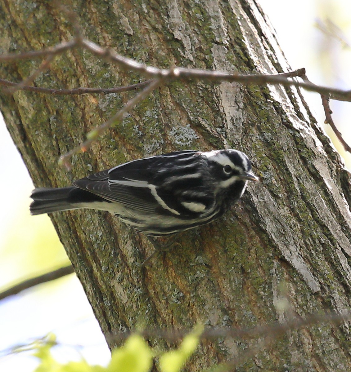 Black-and-white Warbler - ML618224510