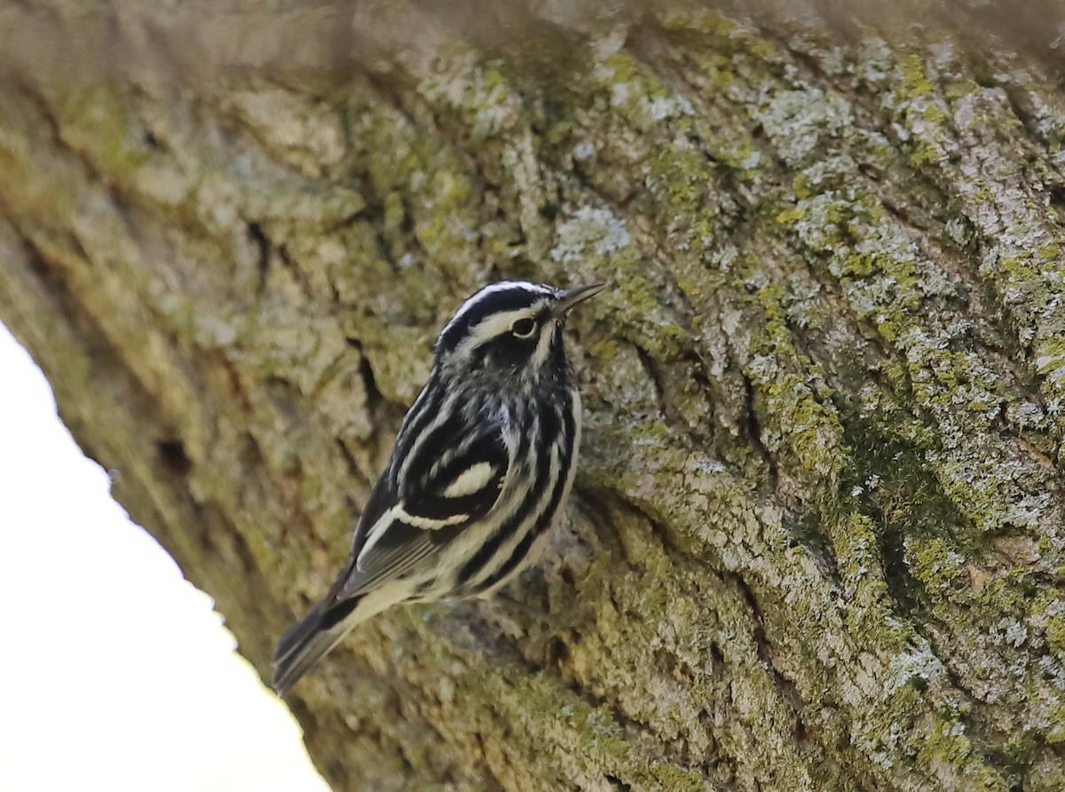 Black-and-white Warbler - Kevin Williams