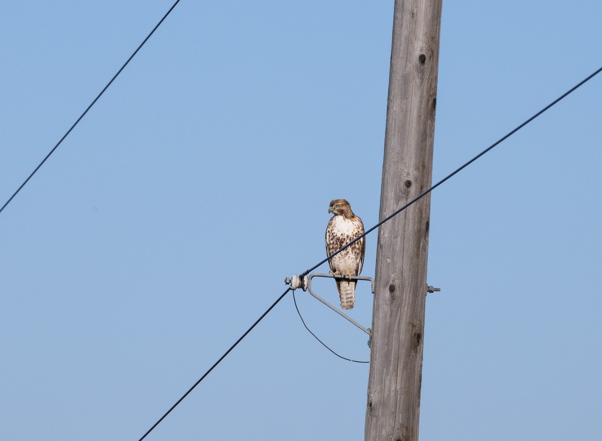 Red-tailed Hawk - ML618224519