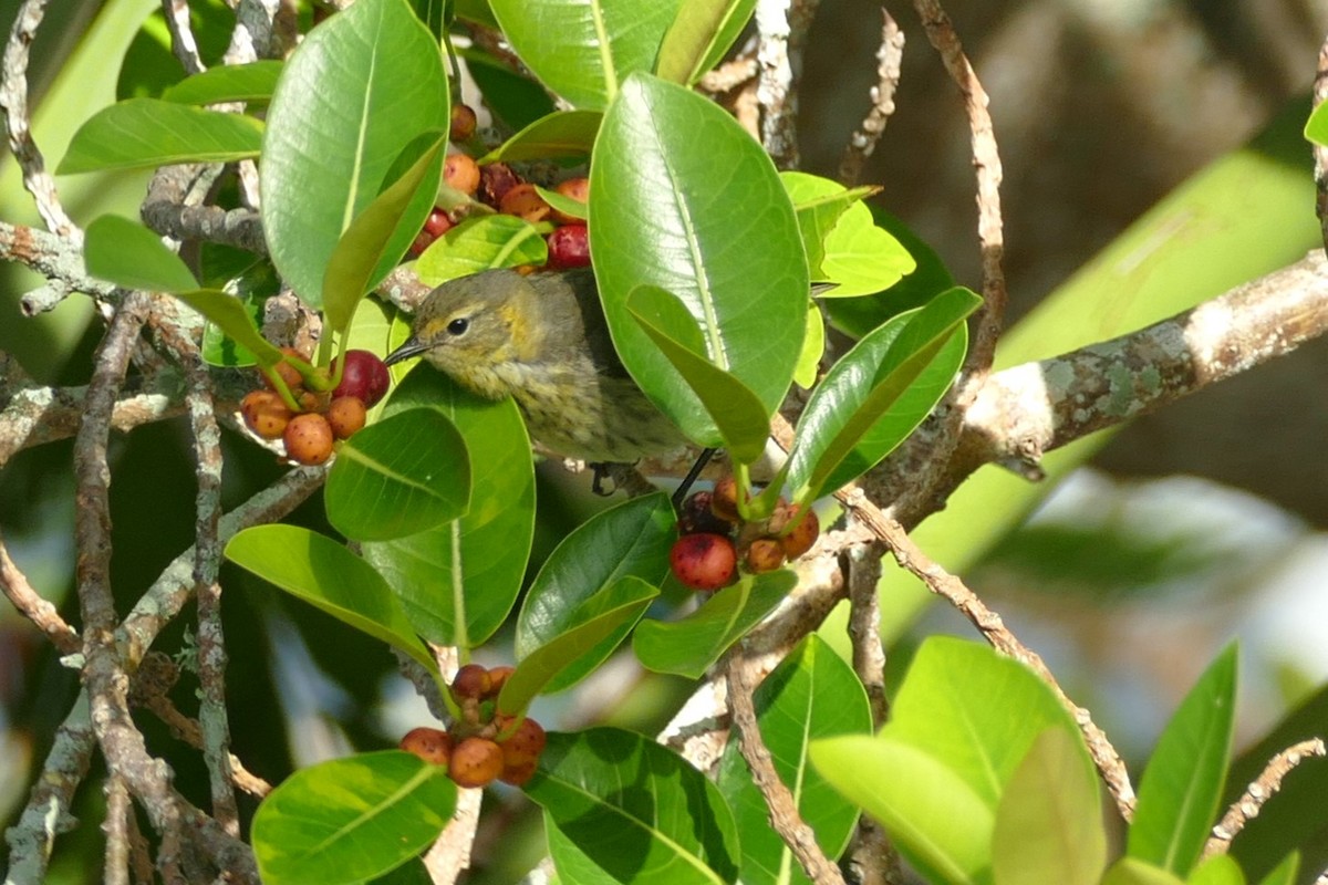 Cape May Warbler - ML618224530