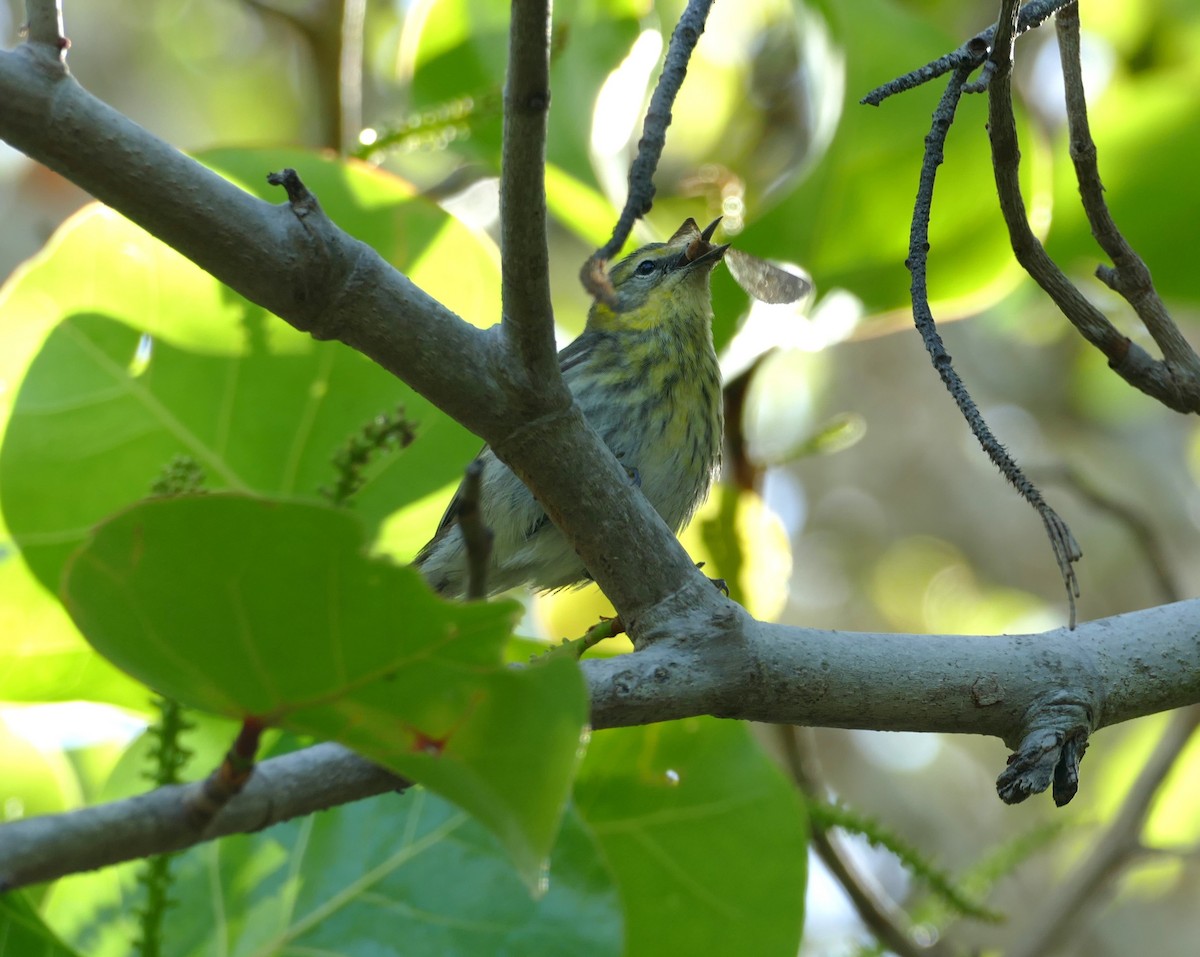 Cape May Warbler - ML618224544
