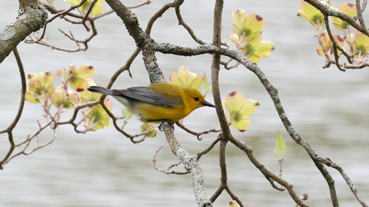 Prothonotary Warbler - ML618224546