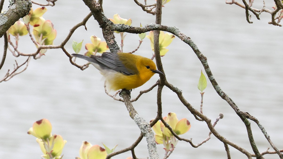 Prothonotary Warbler - ML618224547