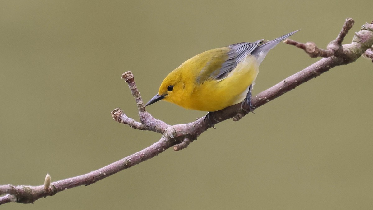 Prothonotary Warbler - ML618224549
