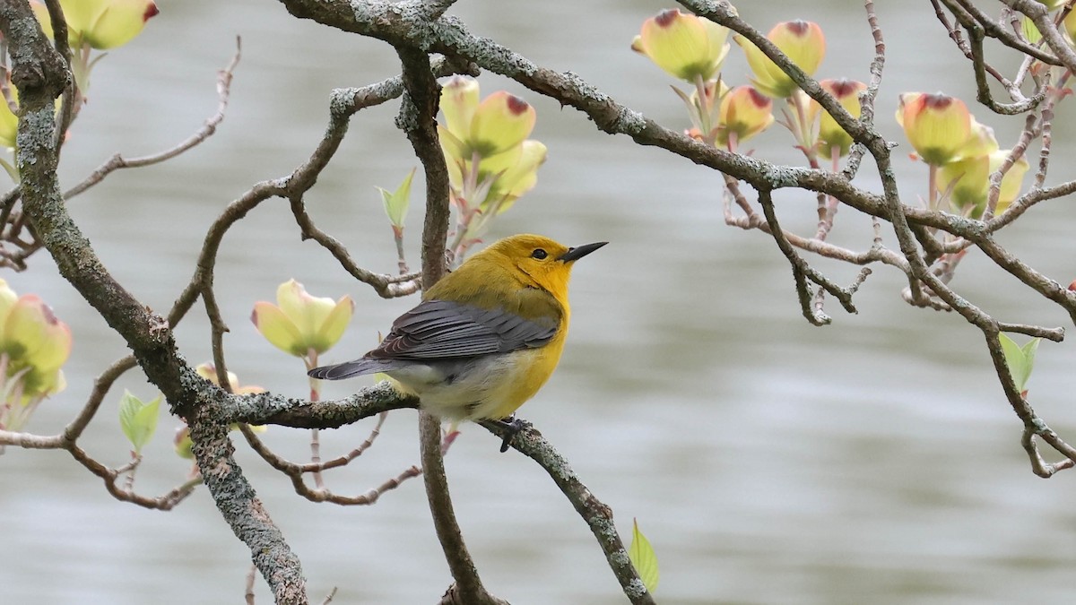 Prothonotary Warbler - ML618224550