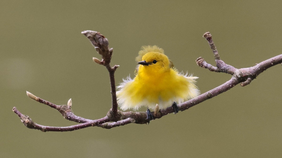 Prothonotary Warbler - ML618224551