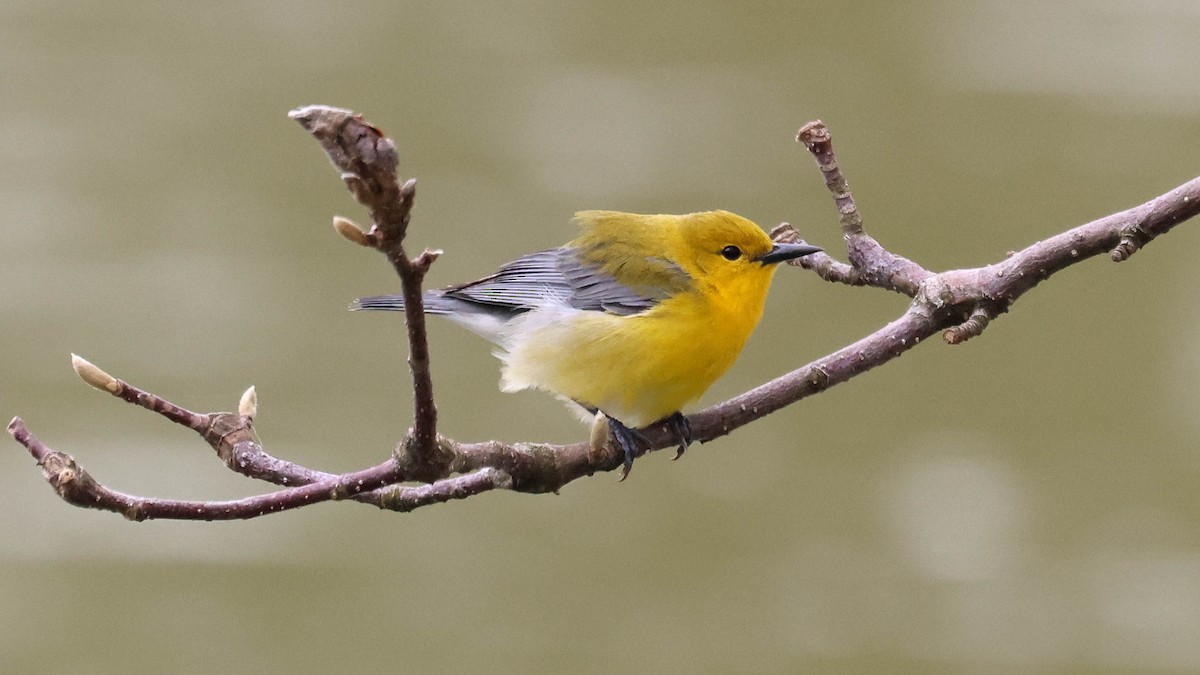 Prothonotary Warbler - ML618224552