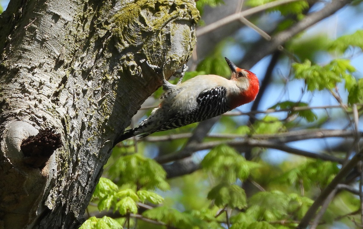 Red-bellied Woodpecker - ML618224576