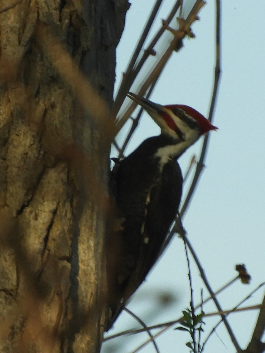 Pileated Woodpecker - Margaret Clukey