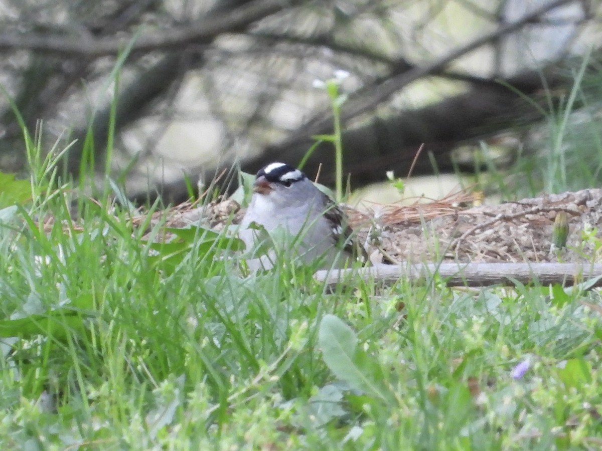 White-crowned Sparrow - Robin M