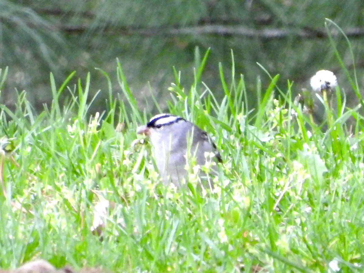 White-crowned Sparrow - ML618224631