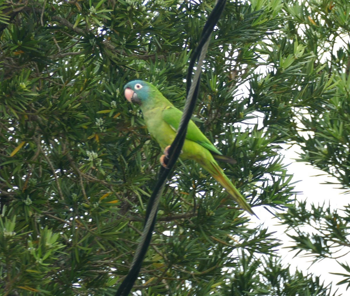 Blue-crowned Parakeet - ML618224672