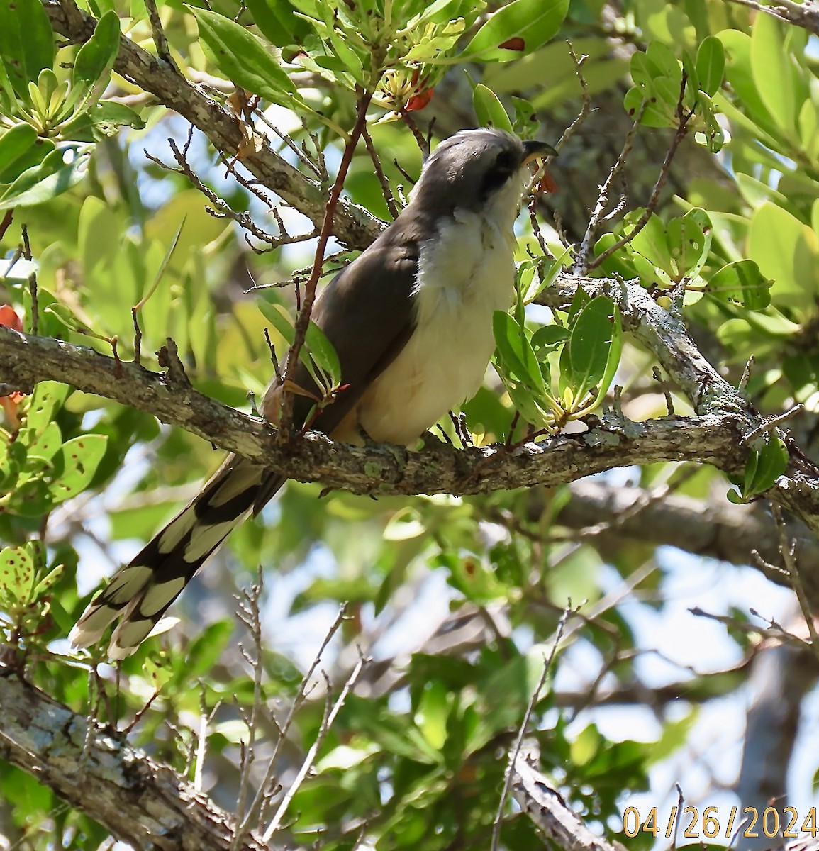 Mangrove Cuckoo - ML618224674
