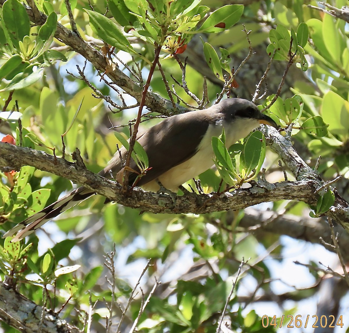 Mangrove Cuckoo - ML618224677